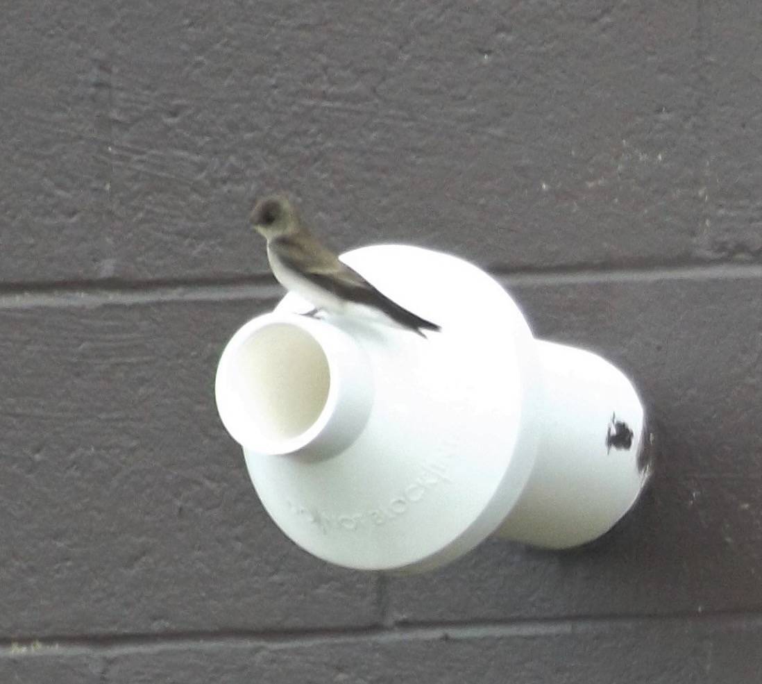 golondrina ala aserrada, hirondelle à ailes hérissées, northern rough-winged swallow by David Robert is marked with CC0 1.0.